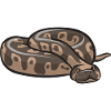 Ball Python Schlange Königspython