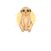 Erdmännchen Tier Surikate Geschenk