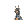 Doberman Dog Dogs Pet Gift