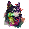 Holi Husky