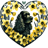 Black Cocker Spaniel