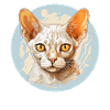 Devon Rex Kitten Devon Rex Cat