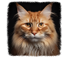 Cymric Kitten Cymric Cat