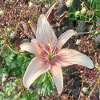 Gentle Pink Lily Blossoms