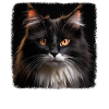 Cymric Kitten Cymric Cat