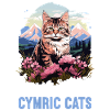 Cymric Kitten Cymric Cat