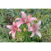 Fleur de lys rose
