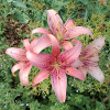 Fleurs de lys roses