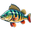perche, perche, poisson, pêche
