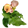 Calla Lily Flowers in Green