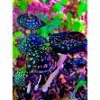 Magic mushrooms