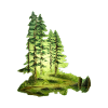 Pine Woods