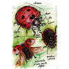 Coccinelle aquarelle