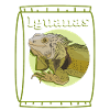 Iguana Lizard Reptile Iguanas Gift