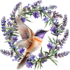 Kolibri mit Lavendel