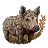 Sanglier dans un champ