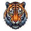 Tiger Head