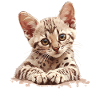 Mau égyptien Chaton Chat égyptien Mau
