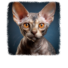 Devon Rex killing Devon Rex kat