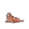 Walrus