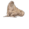 Walrus