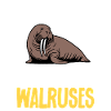 Walrus