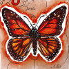 Papillon aquarelle entomologie