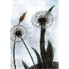 Dandelions