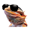 Bearded Dragon Sunglasses