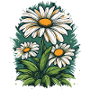 Daisy