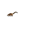 Coati Heart Curve - Coati mignon