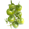 Tomates vertes sur la vigne