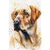 Labrador