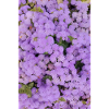 Fluffy sea of pompom blossoms