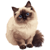 Himalayan Cat Colourpoint Katze