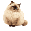 Himalayan Cat Colourpoint Katze