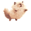 Himalayan Cat Colourpoint Katze