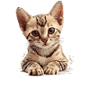 Egyptisk Mau Killing Kat Egyptisk Mau