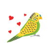 Budgerigar, Feathered Friend, Bird Watching