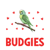 Budgerigar, Feathered Friend, Bird Watching