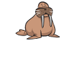 Walrus