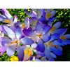 Spring awakening