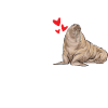 Walrus