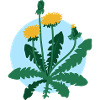 Dandelion