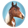 portrait cheval pintabian