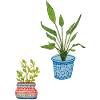 Potted Plants