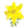 Fleurs jaunes Aquarelle