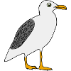 Gull