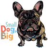 Cute french bulldog
