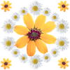 Daisies Orange Blossom Daisies Floral Pattern